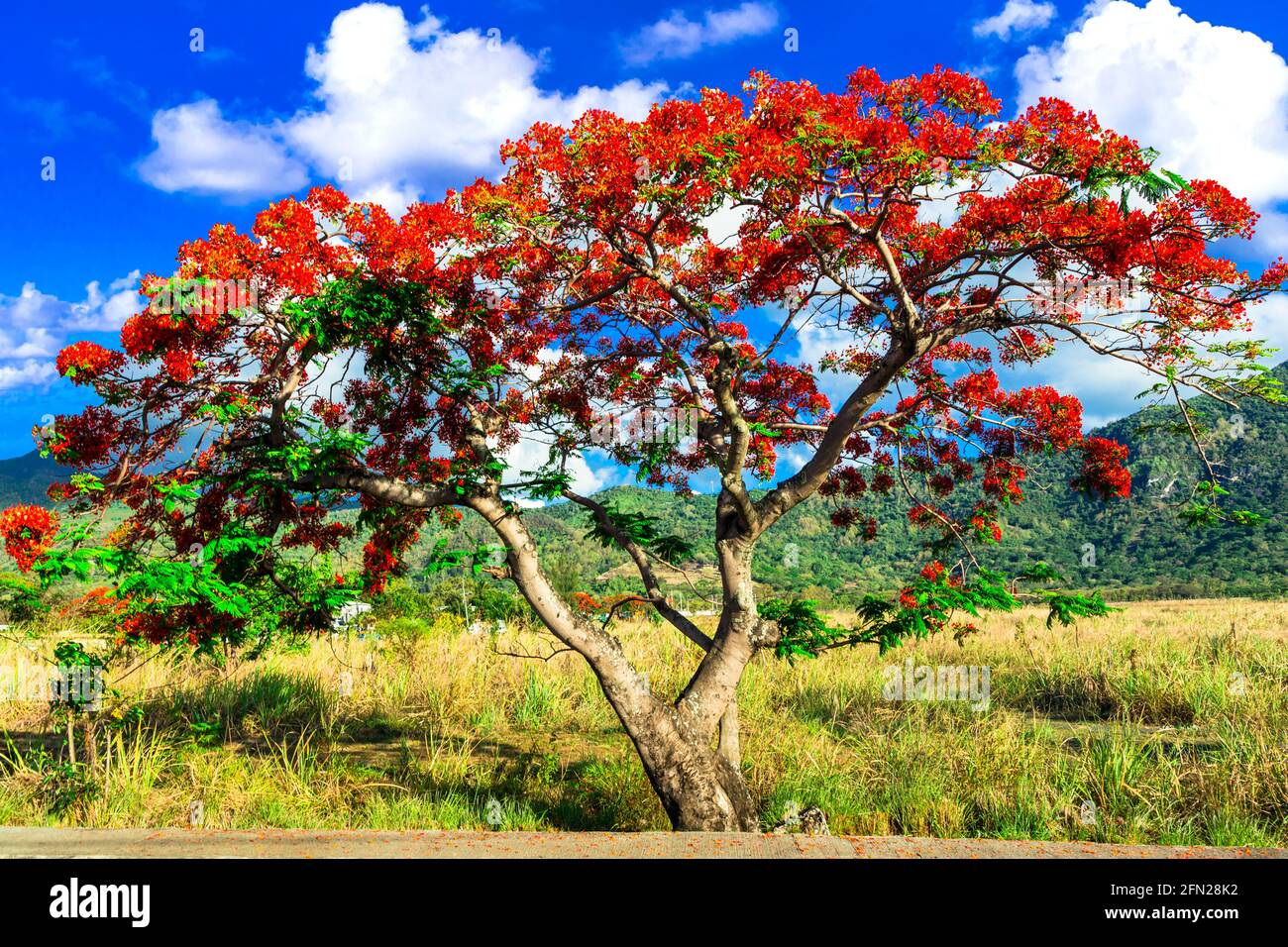 Exotische Natur der tropischen Insel Mauritius. Rote Blumen blühender Baum Flamboyant - Flammenbaum Stockfoto
