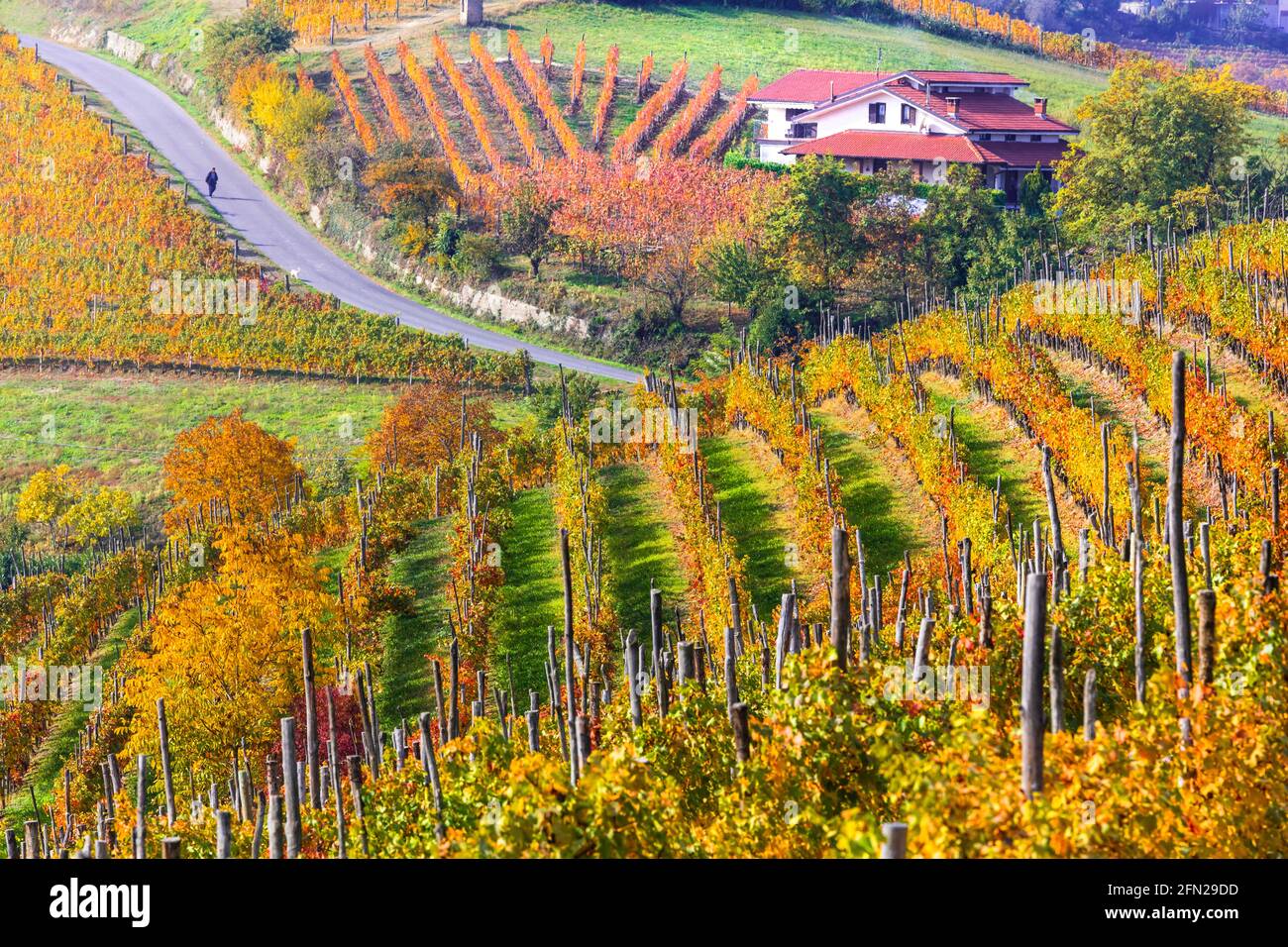 Ländliche Landschaft. Goldene Weinberge und malerische Dörfer des Piemont. Berühmte Weinregion von Norditalien Stockfoto