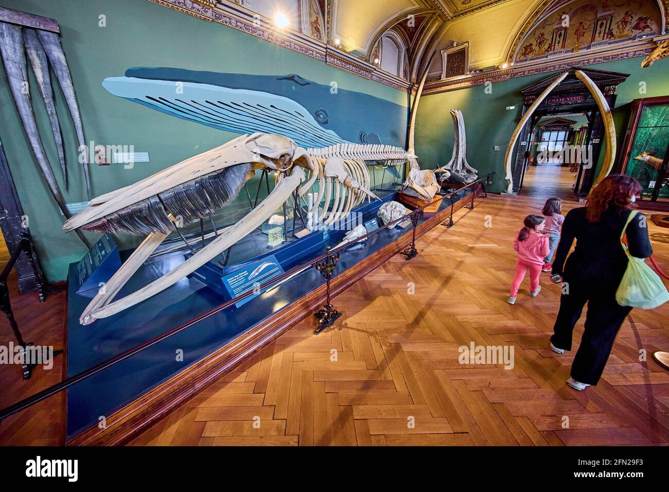 Wien, Österreich. Mai 2021. Besucher besuchen das Naturhistorische Museum in Wien, der Hauptstadt Österreichs, 12. Mai 2021. Nach einer Lockerung der restrict-Maßnahmen in Österreich haben die Museen in Wien wieder geöffnet. Das Naturhistorische Museum in Wien verfügt über Sammlungen aus den Bereichen Biologie, Geowissenschaften, Anthropologie und Archäologie. Quelle: Georges Schneider/Xinhua/Alamy Live News Stockfoto