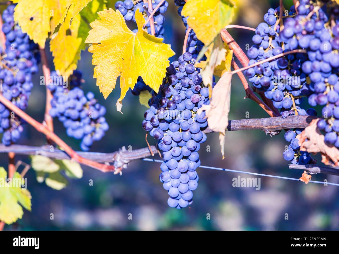 Reife Traube. Herbsternte. Weinanbau in Piemont (Piemont), berühmte Weinregion Norditaliens Stockfoto