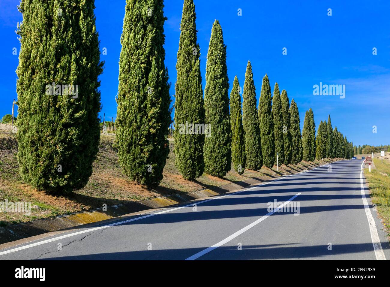 Straße mit Zypressen. Typische ländliche Landschaft der Toskana, Italien Stockfoto
