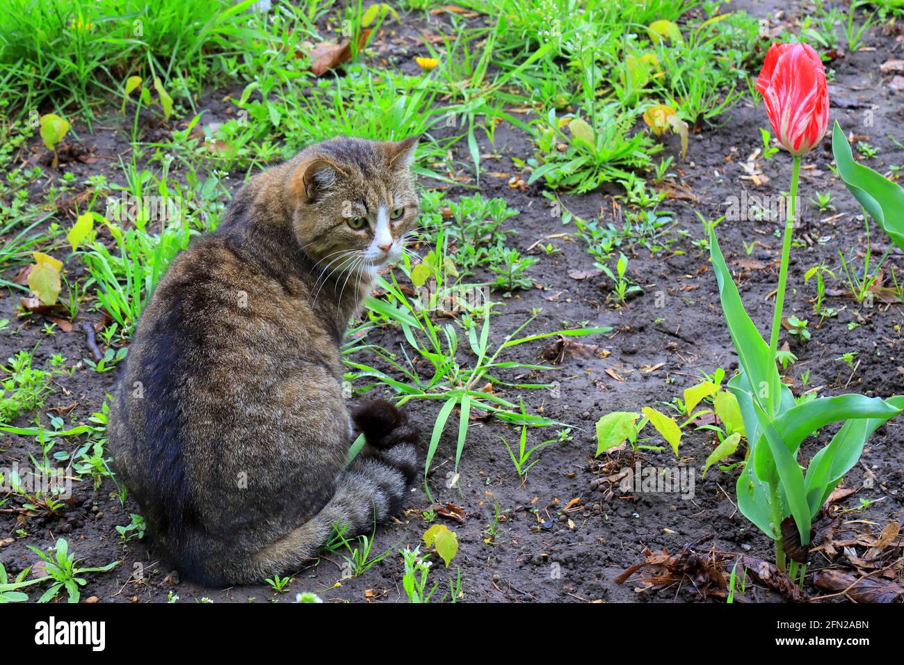 Eine große graue arme Katze sitzt zwischen Tulpenblüten im Garten. Traurige schöne flauschige Katze Stockfoto