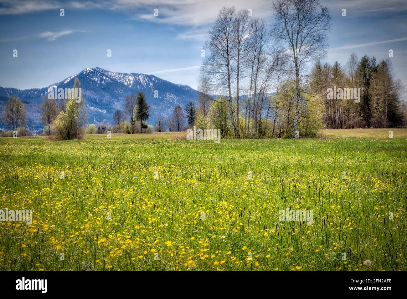 DE - BAYERN: Frühling im Loisach Moor bei Bichl (HDR-Fotografie) Stockfoto