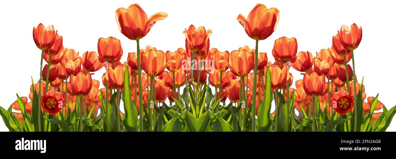 Banner aus roten Tulpen isoliert auf weißem Hintergrund. Blumenrand. Rote Tulpe mit Blütenblättern, die in der Sonne leuchten. Stockfoto