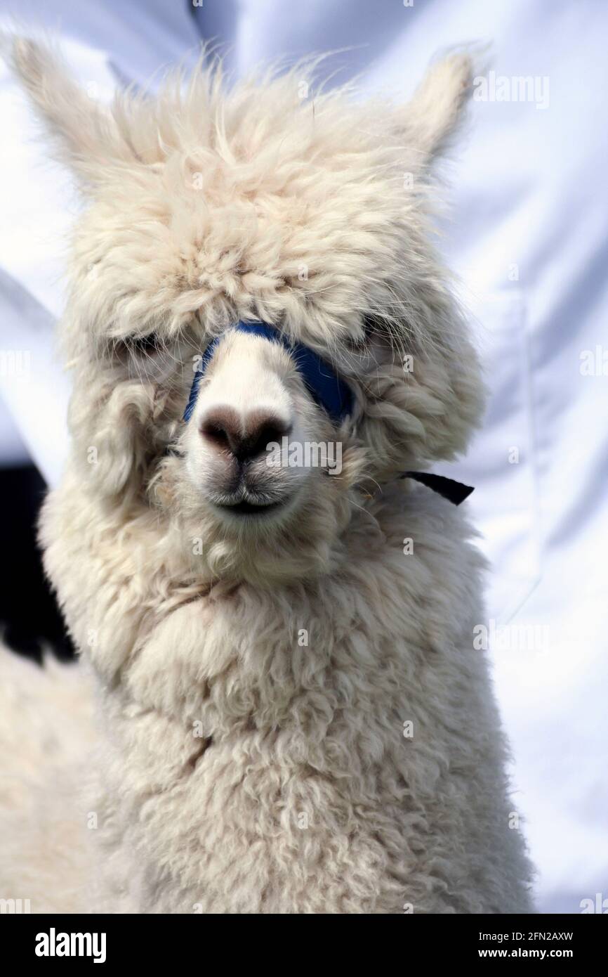 Alpaca auf der Landwirtschaftsmesse, Drymen, Stirlingshire, Schottland Stockfoto