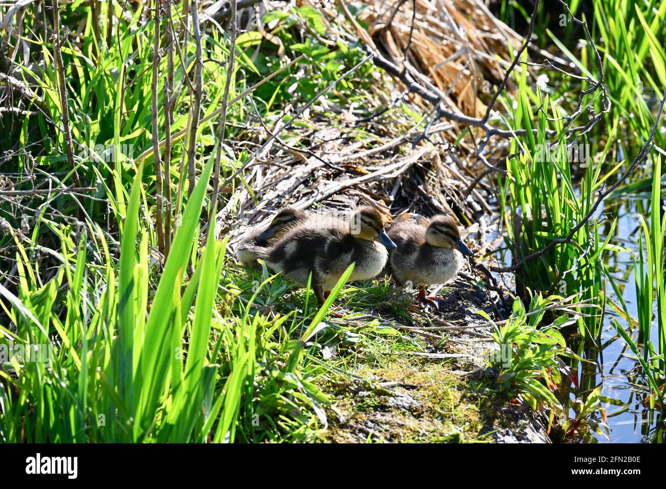 Mallard Ducklings, River Cray, Foots Cray Meadows, Sidcup, Kent. VEREINIGTES KÖNIGREICH Stockfoto