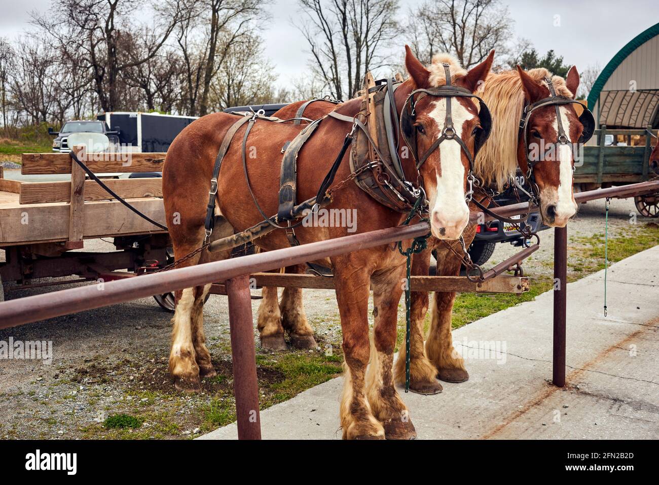 Ein Amish-Wagen mit zwei Pferden auf der Oxford Produce Auction in Oxford, Chester County, Pennsylvania, USA Stockfoto