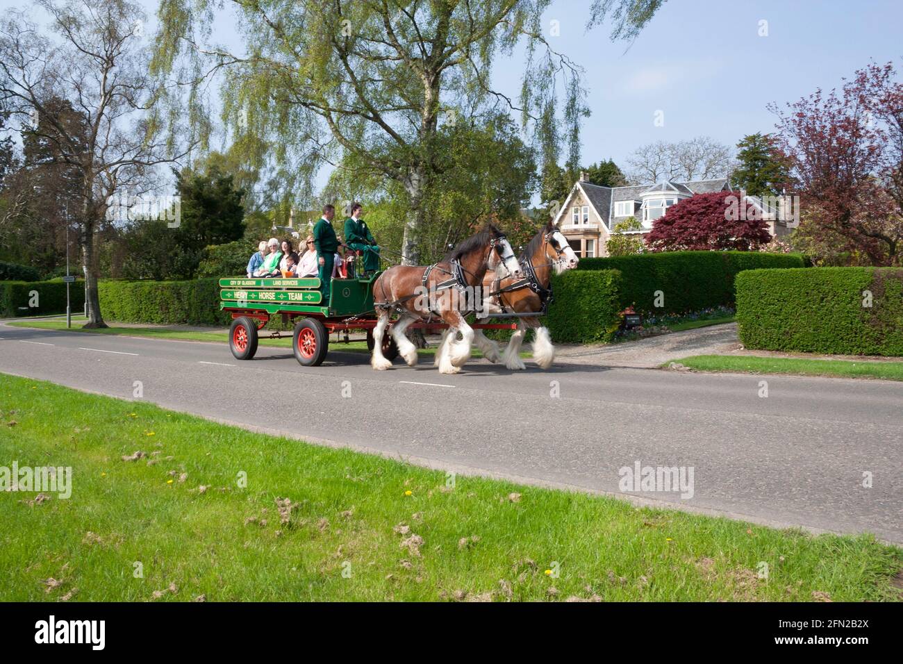 City of Glasgow Land Services Heavy Horse Team, Helensburgh, Schottland Stockfoto