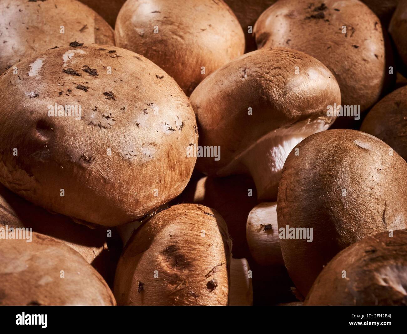 Ganze, rohe Crimini-Pilze, die in Chester County, Pennsylvania, USA, angebaut werden. Agaricus bisporus Stockfoto