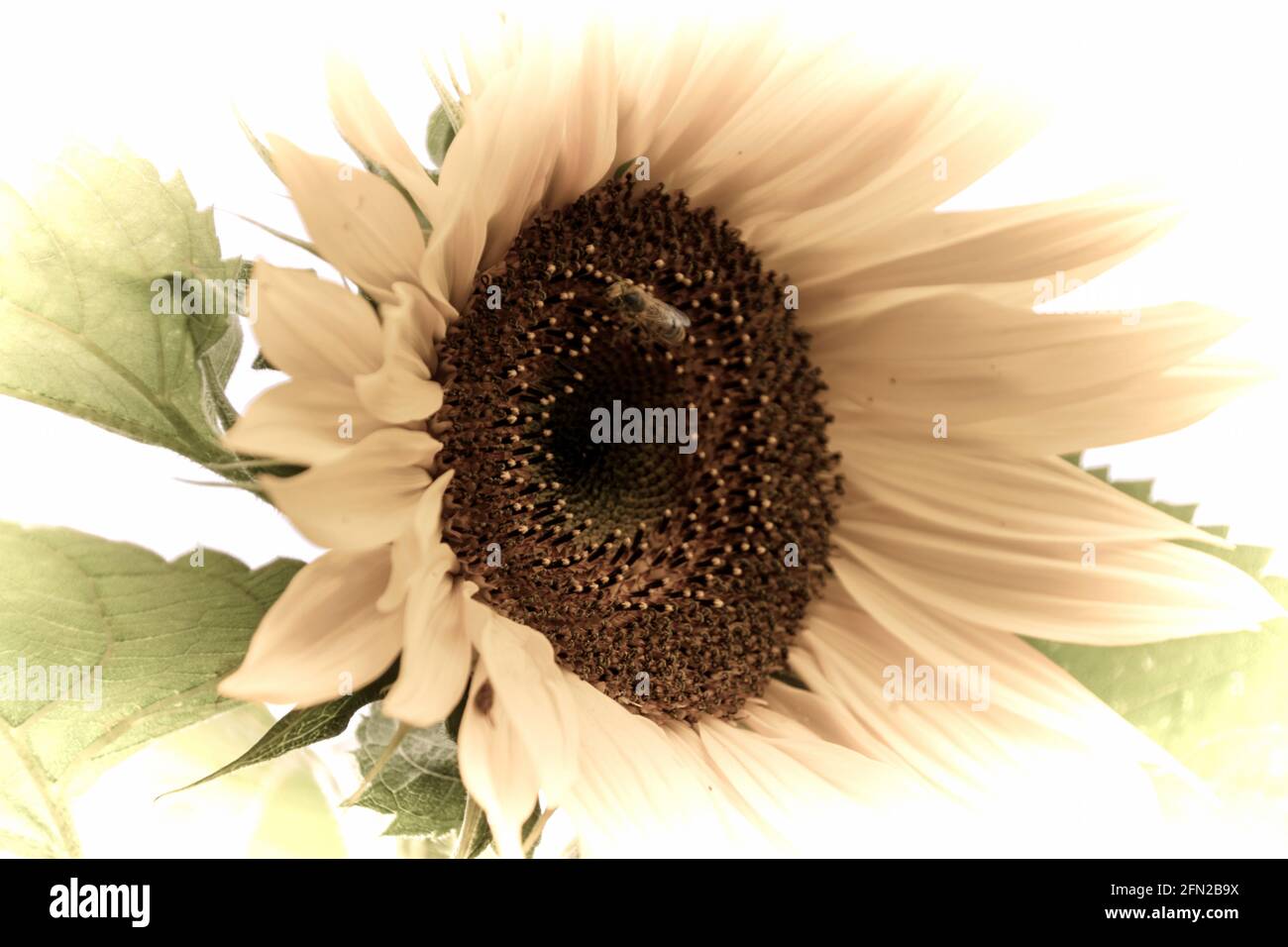 Nahaufnahme einer schönen Blume im Garten bei Frühling im alten Stil der Fotografie Stockfoto