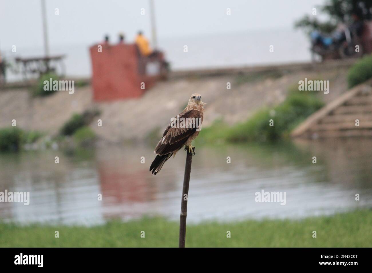 Selektiver Fokus eines Vogels, der auf einem Holzstock sitzt Stockfoto