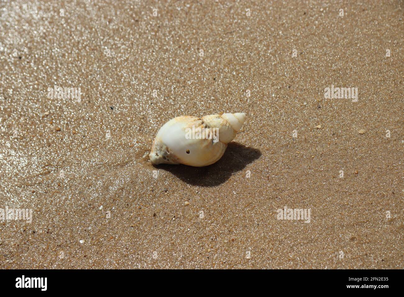 Muscheln am Strand Stockfoto