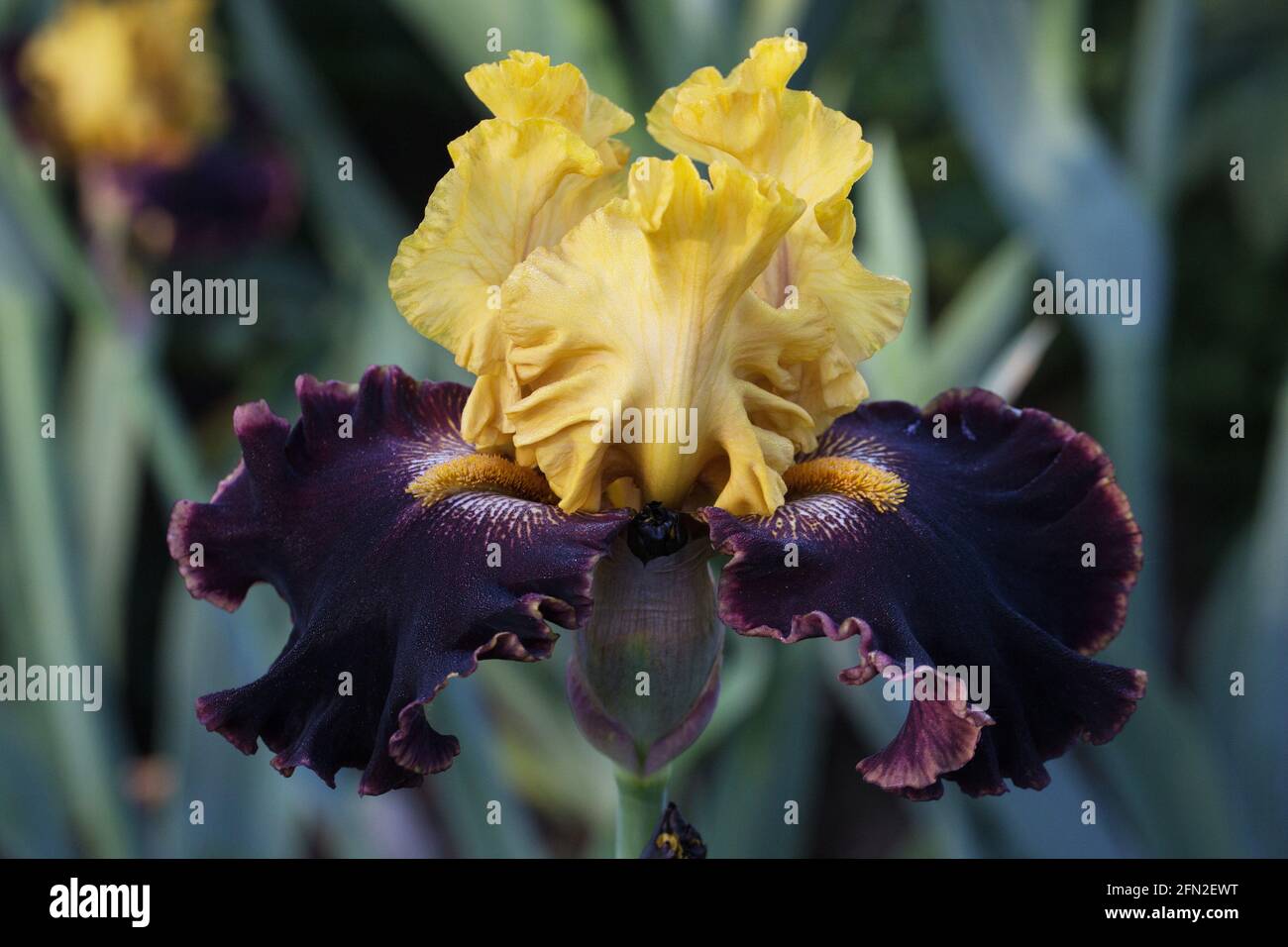 Iris „Sun Devil“ Stockfotografie - Alamy