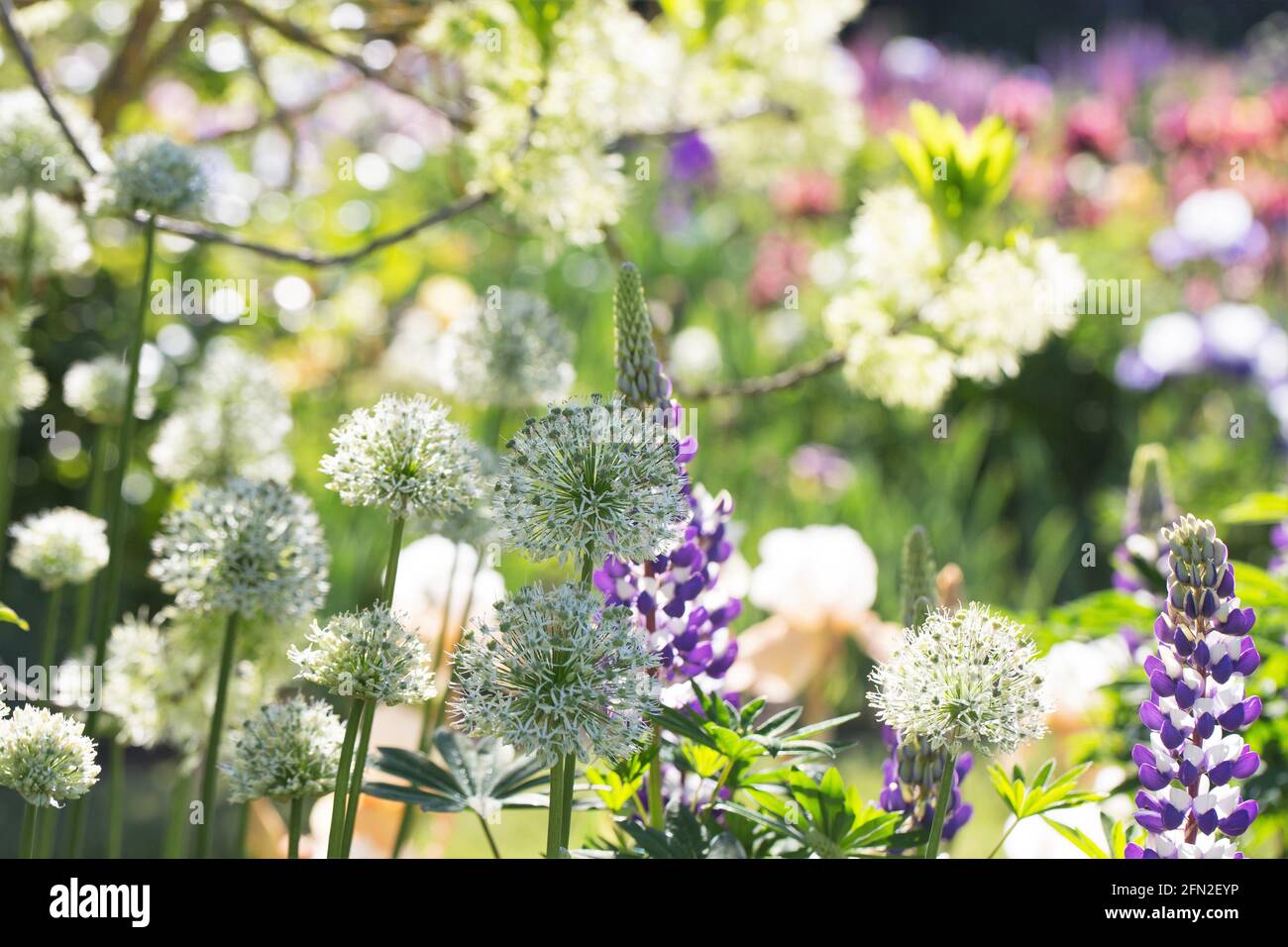 Ein Haufen Frühlingsblumen unter einem Fransenbaum in einem Blumengarten. Stockfoto