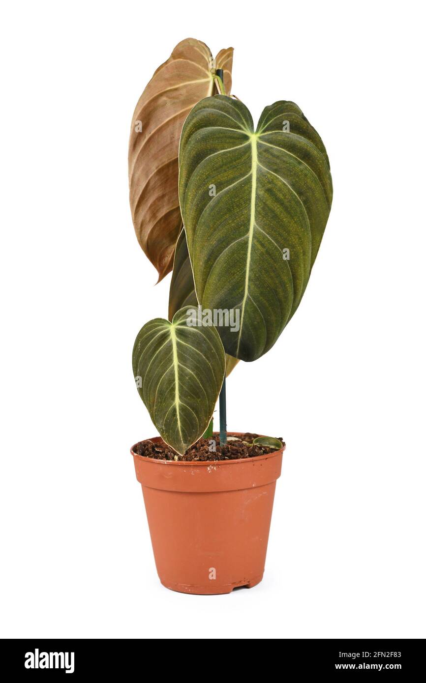 Seltene 'Philodendron Melanochrysum' Zimmerpflanze in Blumentopf isoliert  auf Wei Hintergrund Stockfotografie - Alamy