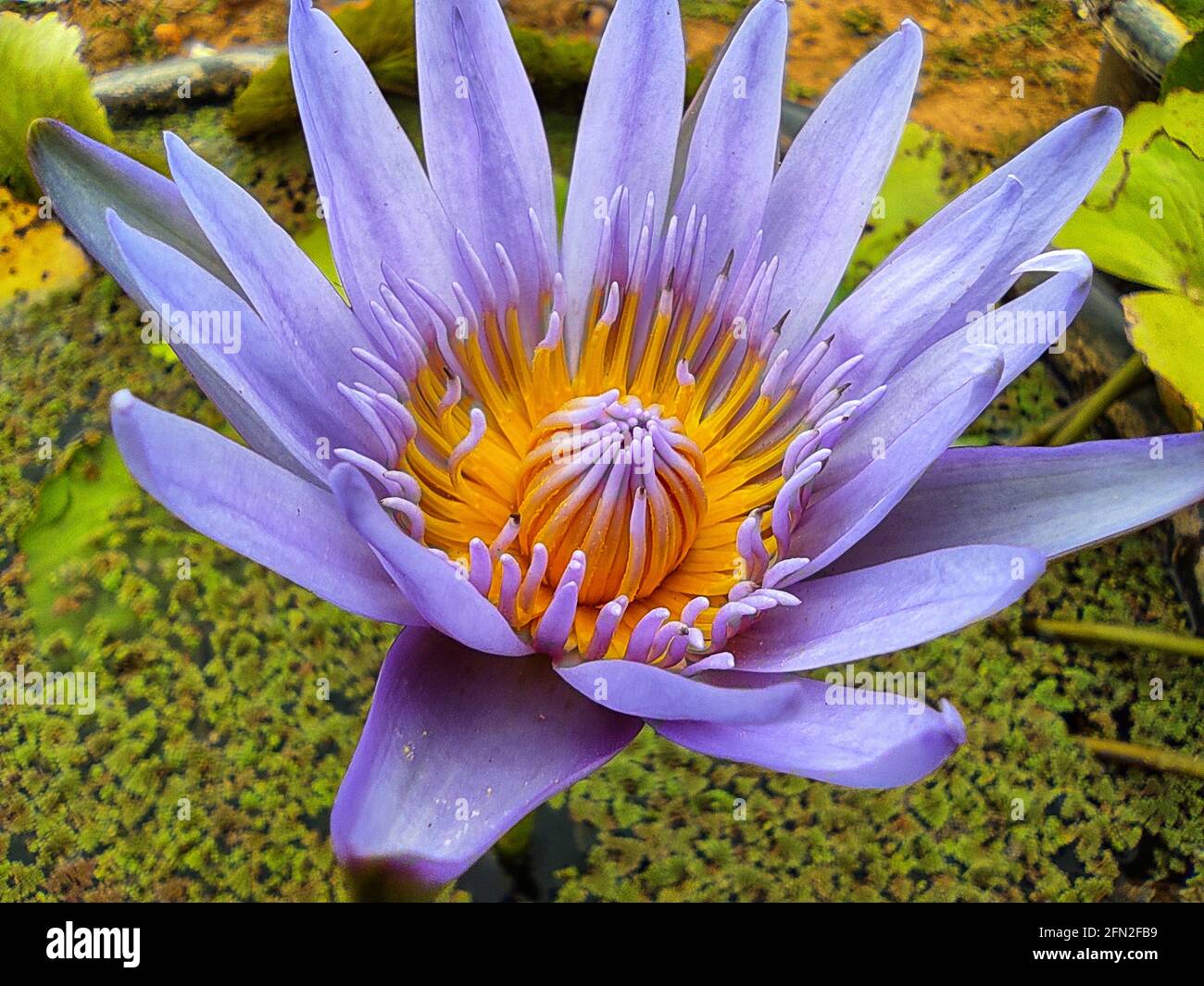 Schöne wasserlilly Blume im bature Hintergrund Stockfoto