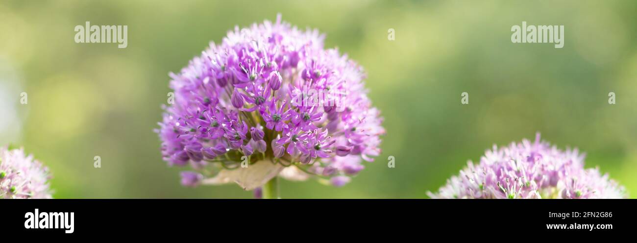 Schöne violette Blüten der ornamentalen Zwiebelsorte Globemaster. Stockfoto