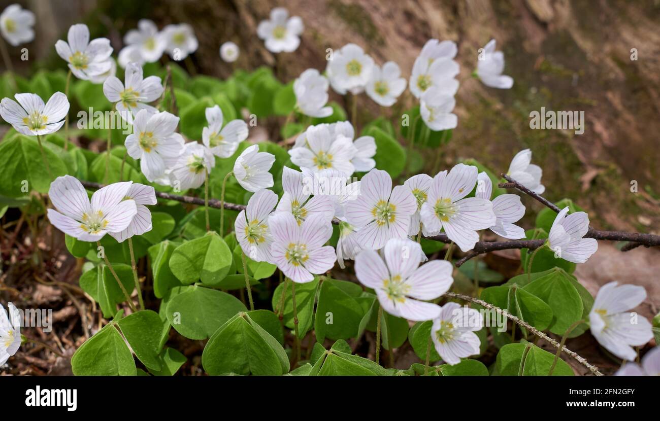 Weiße Blüten aus Holz-Sauerampfer Oxalis acetosella Stockfoto