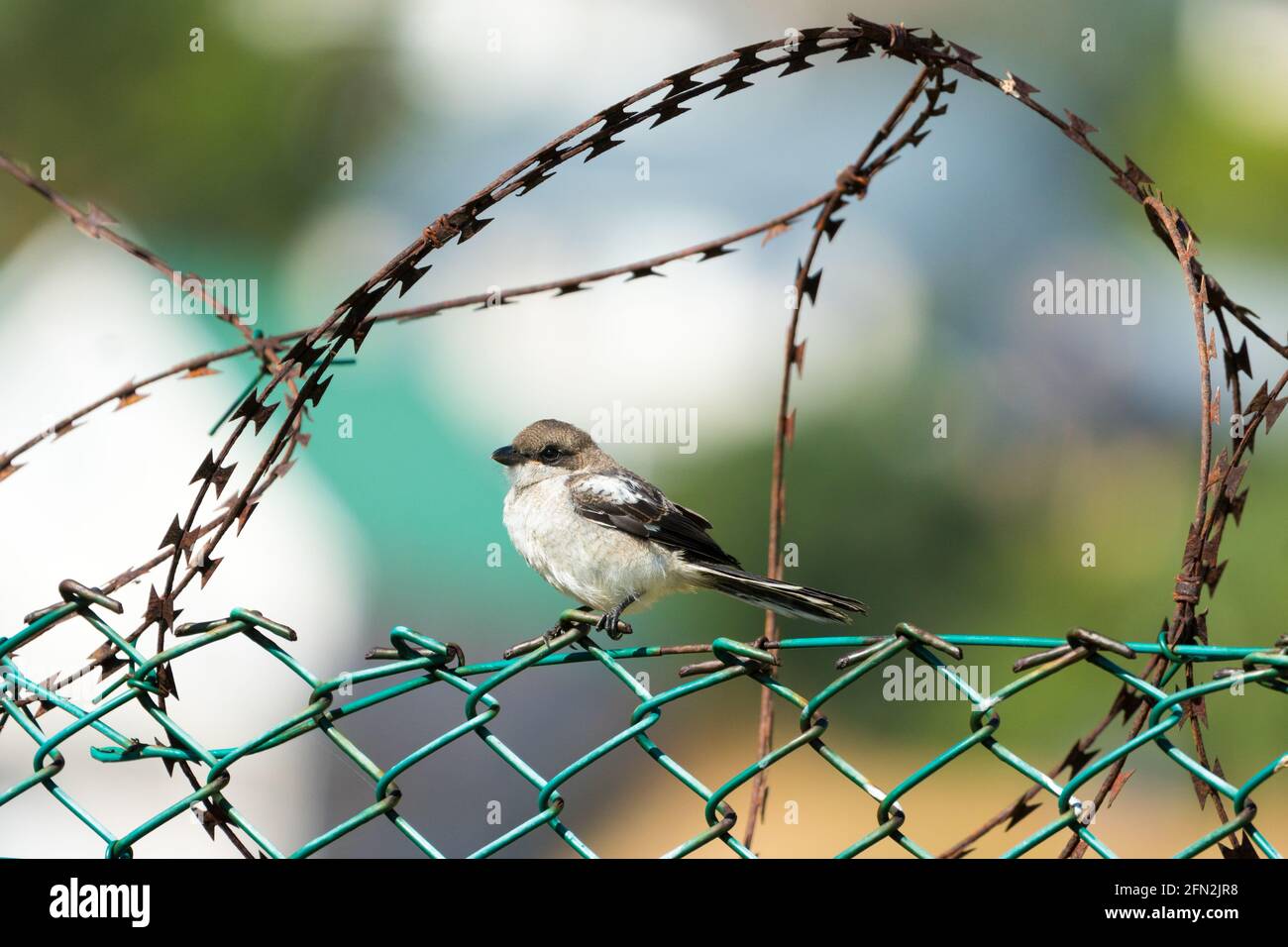 Kleiner Vogel, schlucken, umgeben von Stacheldraht, während auf einem Zaun in einer städtischen Umgebung Konzept Tiere oder Vögel in Gefahr mit Sicherheitszaun thront Stockfoto