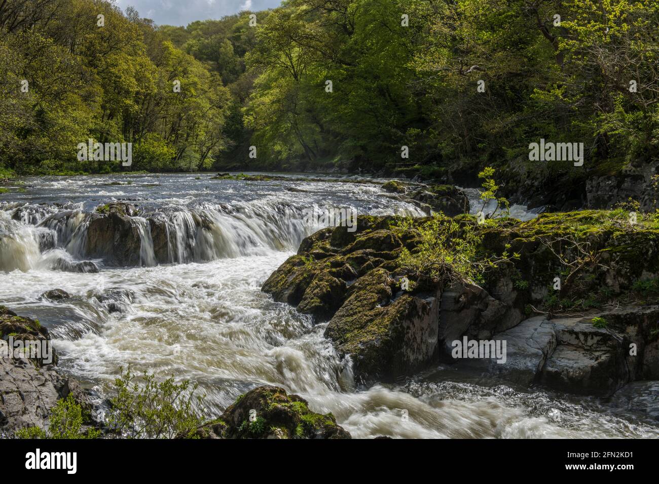 Cenarth Wasserfall auf dem Fluss Teifi, der die Grenze ist Hier zwischen Carmarthenshire und Pembrokeshire im Südwesten von Wales Stockfoto