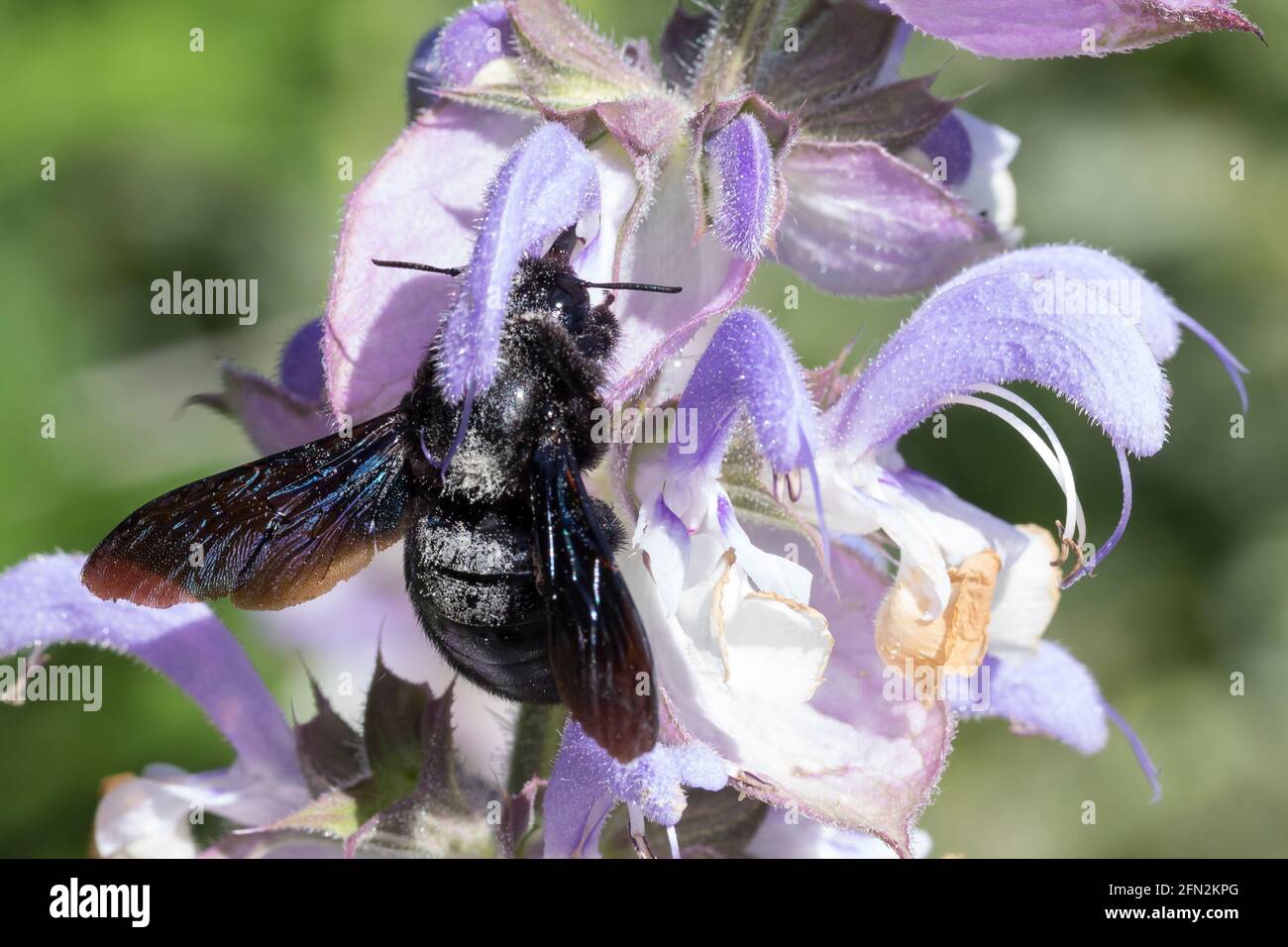 Holzbiene, Blütenbesuch, Nektarsuche, Bestätigung, Pollen, Xylocopa spec., Zimmermannsbiene, Österreich, Kärnten Stockfoto