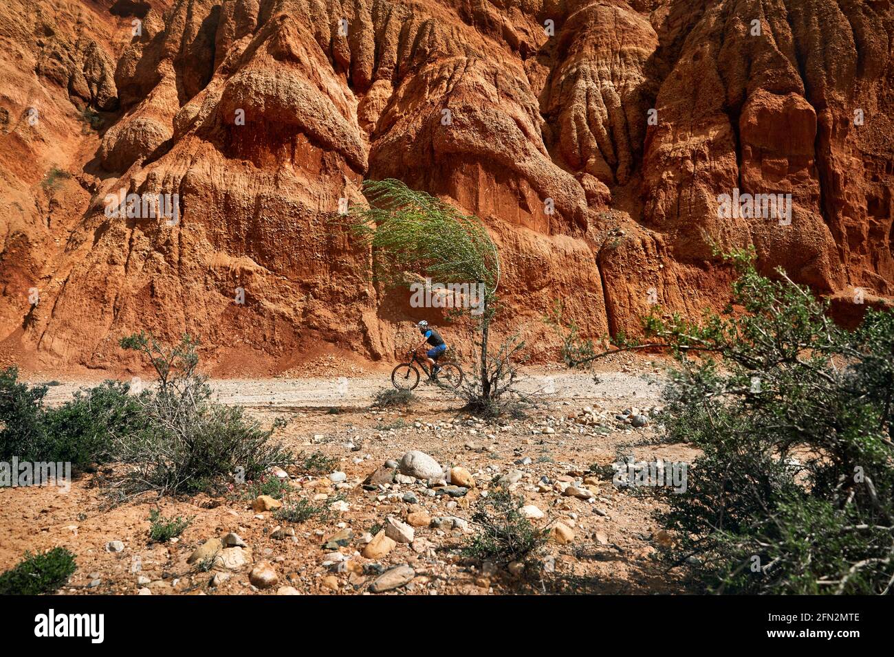 Der Fahrer fährt bei windigem Wetter in Kasachstan mit dem Mountainbike in der Wüstenwand des Canyon in der Nähe des Baumes. Konzept für Extremsport und Outdoor-Erholung. Stockfoto