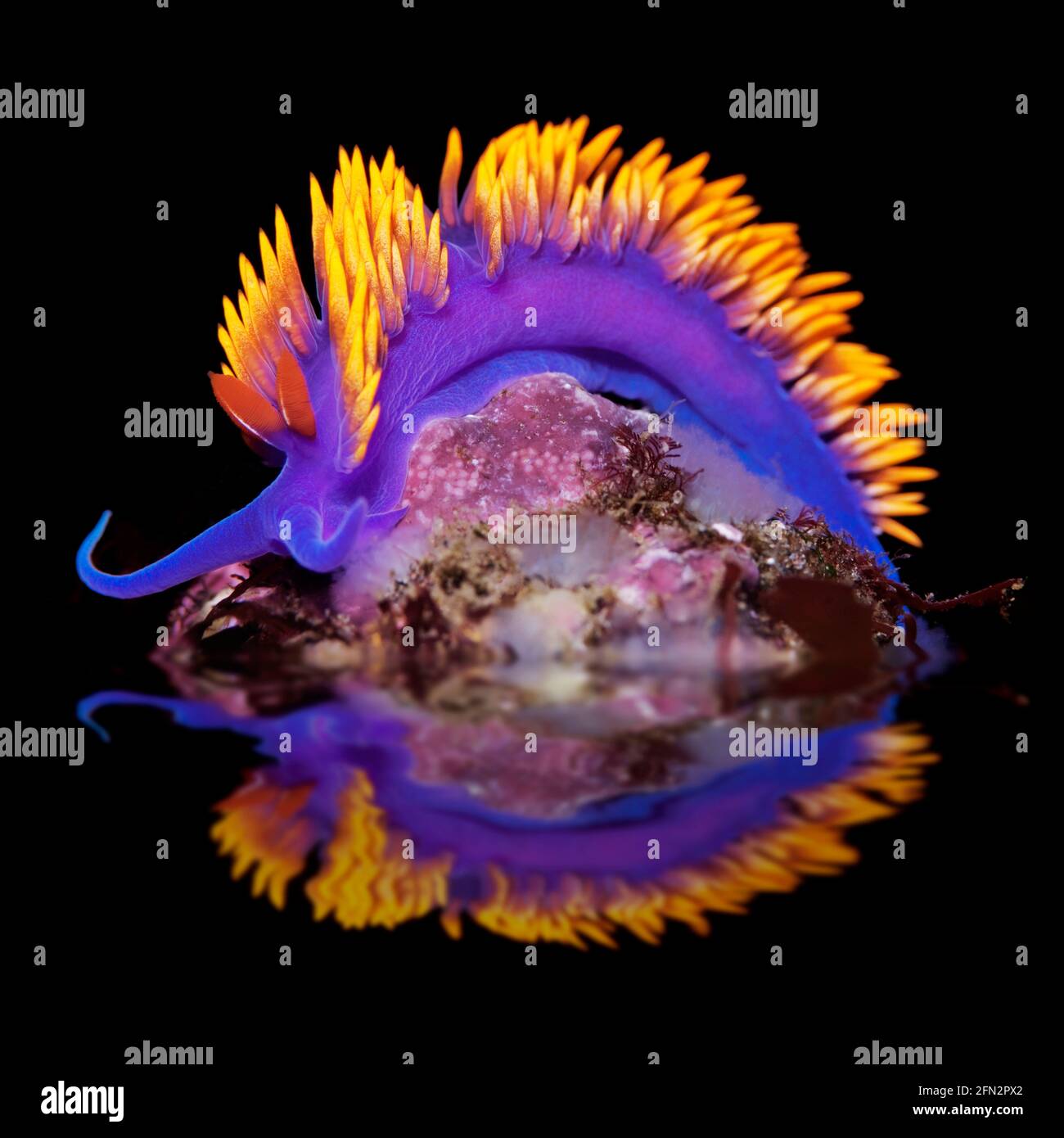 Spanischer Shawl-Nudibranch (Flabellina iodinea) auf einem Felsen. Channel Islands, Kalifornien Stockfoto