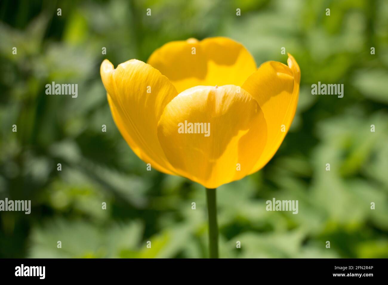 Eine leuchtend gelbe Tulpenblume, Tulipa Golden Oxford Hybrid, blüht im Frühlingssonne, Nahaufnahme von der Seite Stockfoto