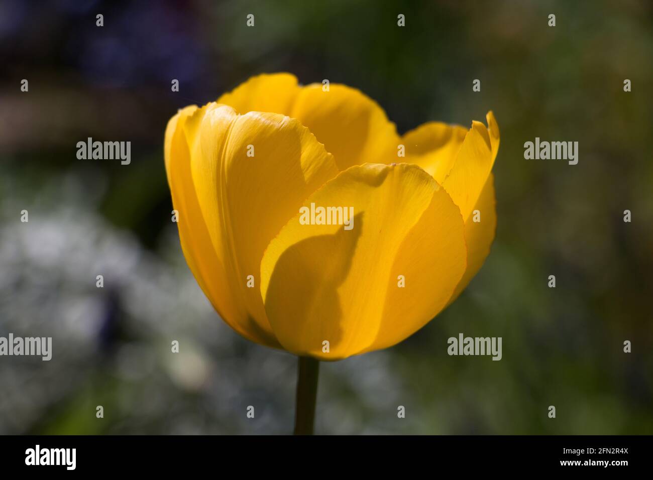 Eine einzelne leuchtend gelbe Tulpenblüte, Tulipa Golden Oxford Hybrid, blüht im Frühling, Shropshire England Stockfoto