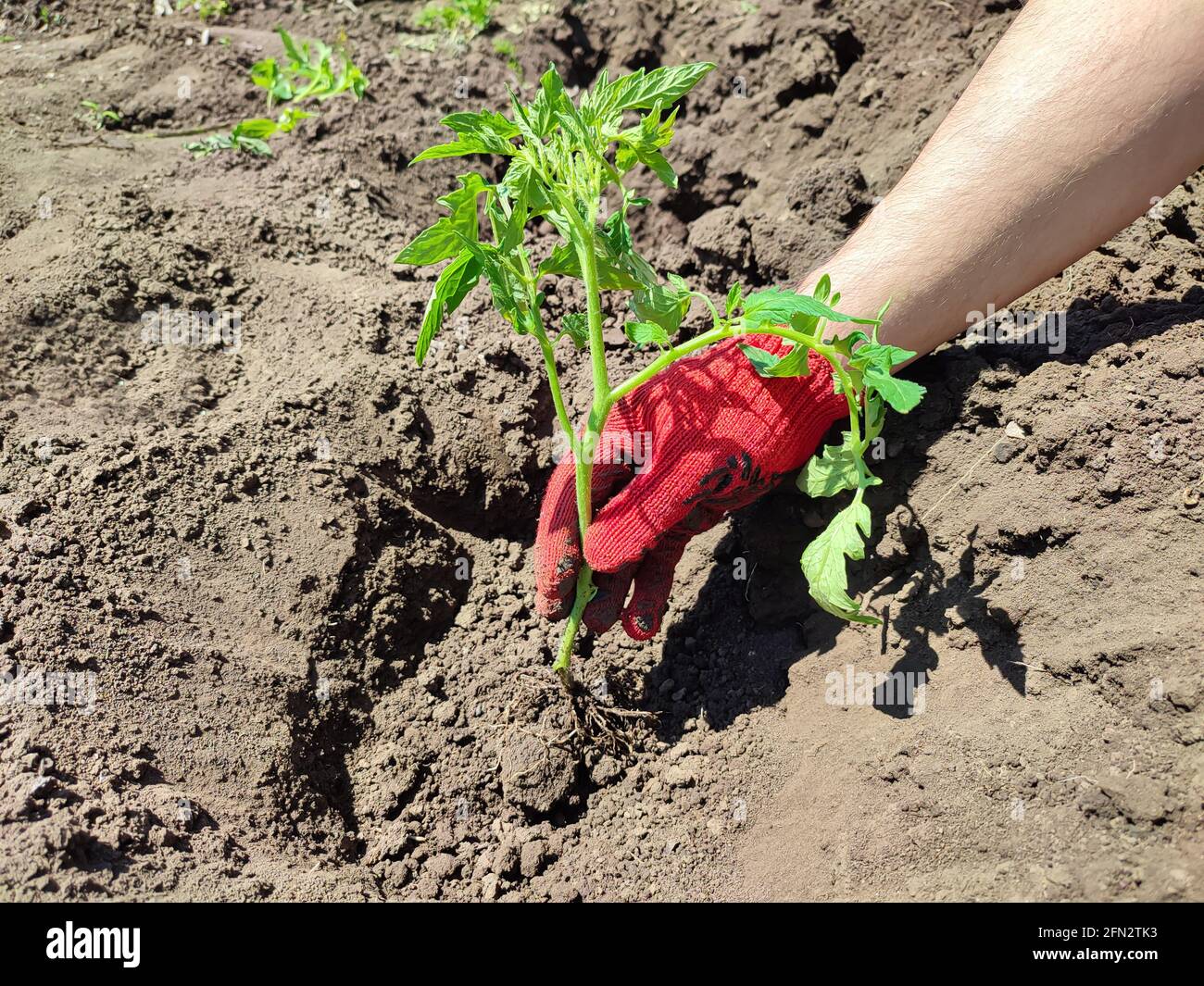 Männlicher Landwirt, der Tomaten im Bio-Garten oder im Gewächshaus pflanzt Stockfoto