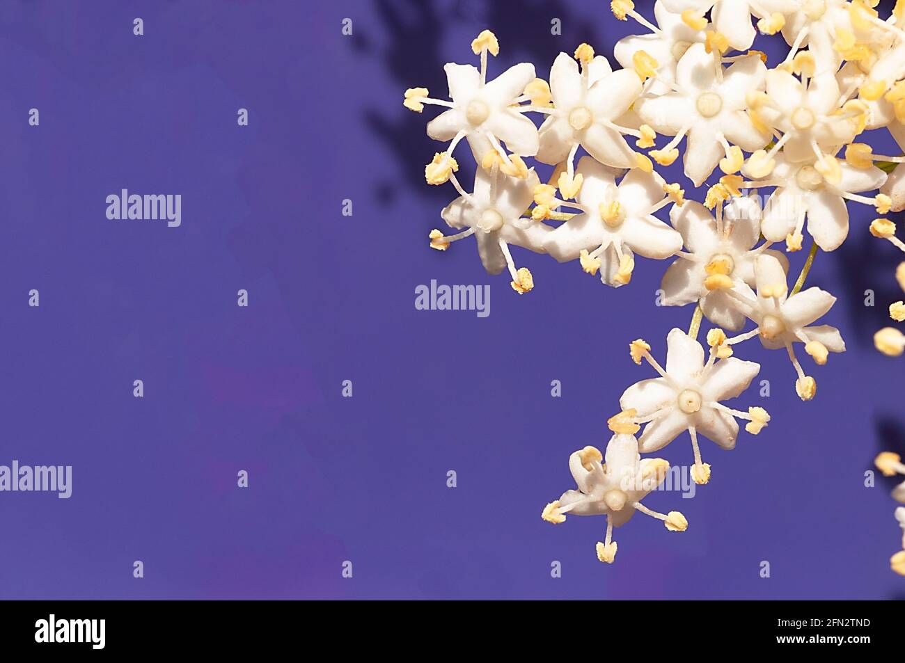 Extreme Makroansicht einer Blüte von Holunderblüten in purèple Hintergrund Stockfoto