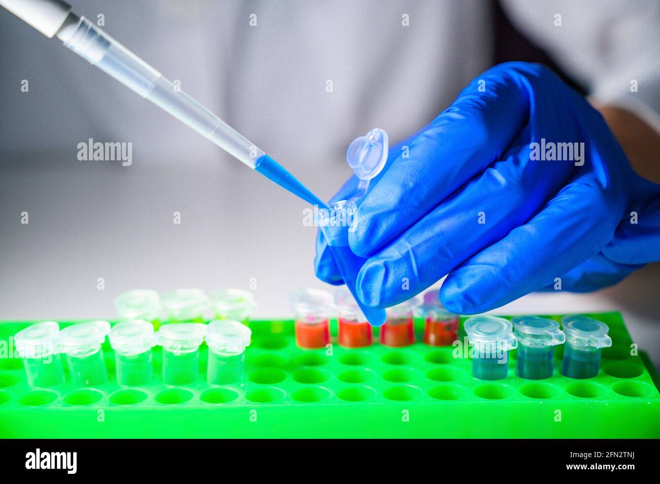 Europäische Gesundheitsfachkraft, die mit Corona-Virus-Patientenproben arbeitet In einem molekularbiologischen Labor mit Handschuhen als Sicherheitsmessung Stockfoto