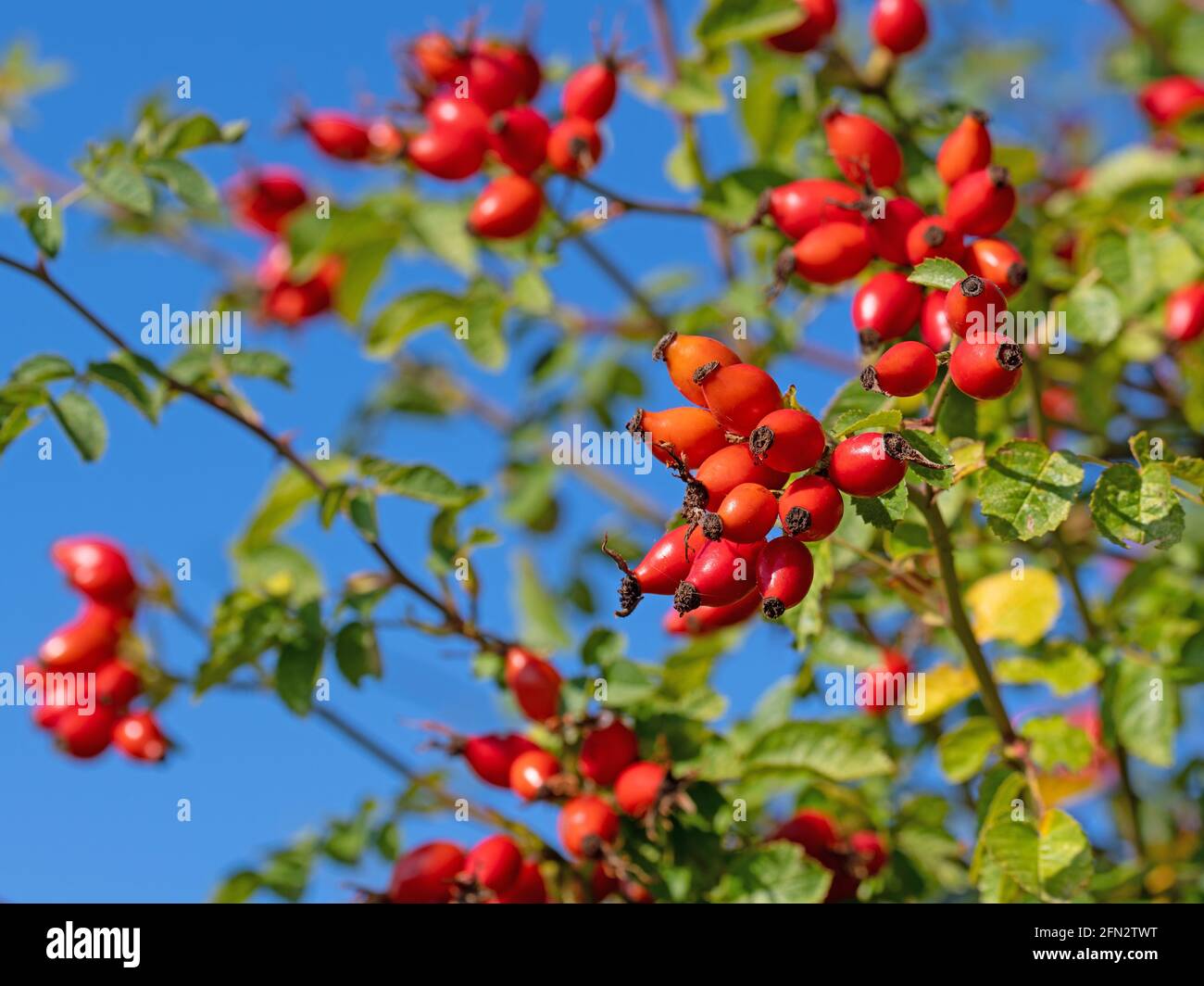 Reife Hagebutten, Rosa Canina, im Herbst Stockfoto