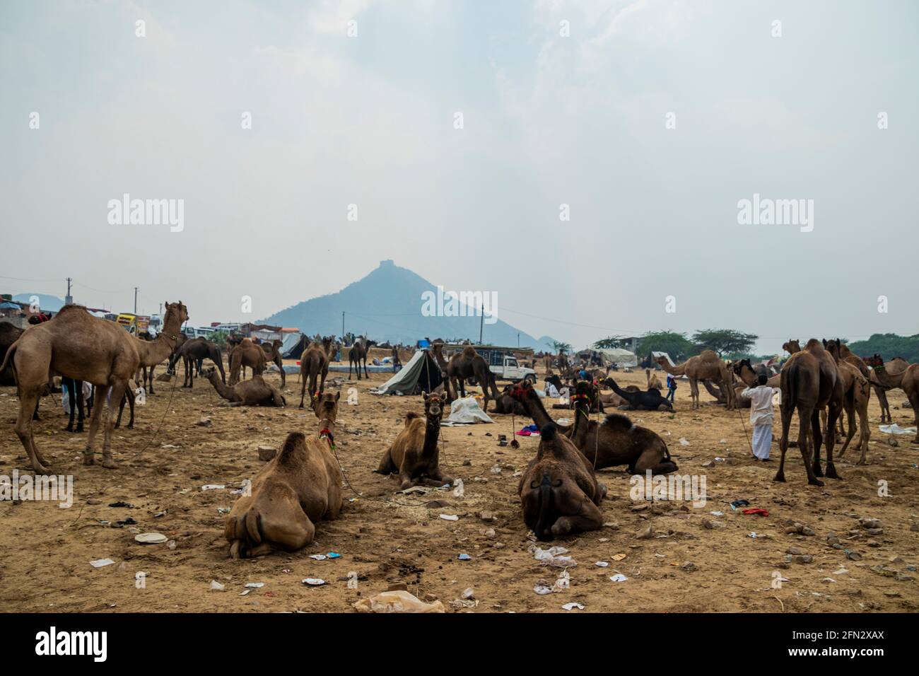 Verschiedene Kamele auf der Pushkar Camel Fair Stockfoto