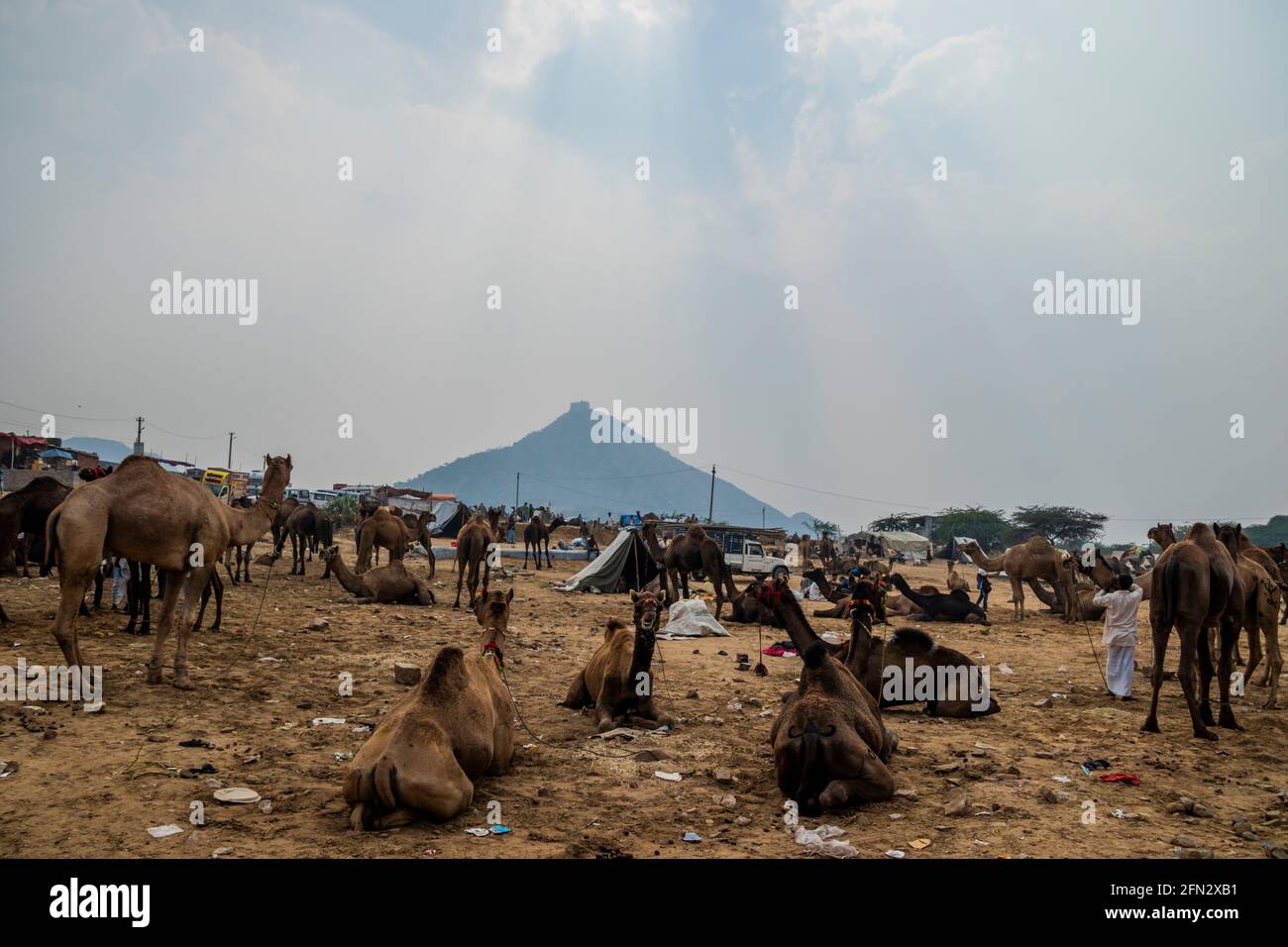 Verschiedene Kamele auf der Pushkar Camel Fair Stockfoto