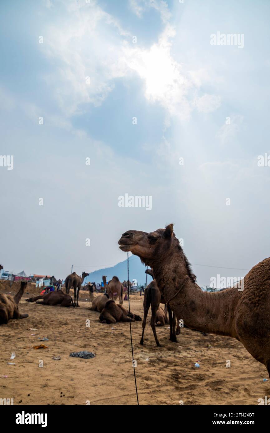 Verschiedene Kamele auf der Pushkar Camel Fair Stockfoto