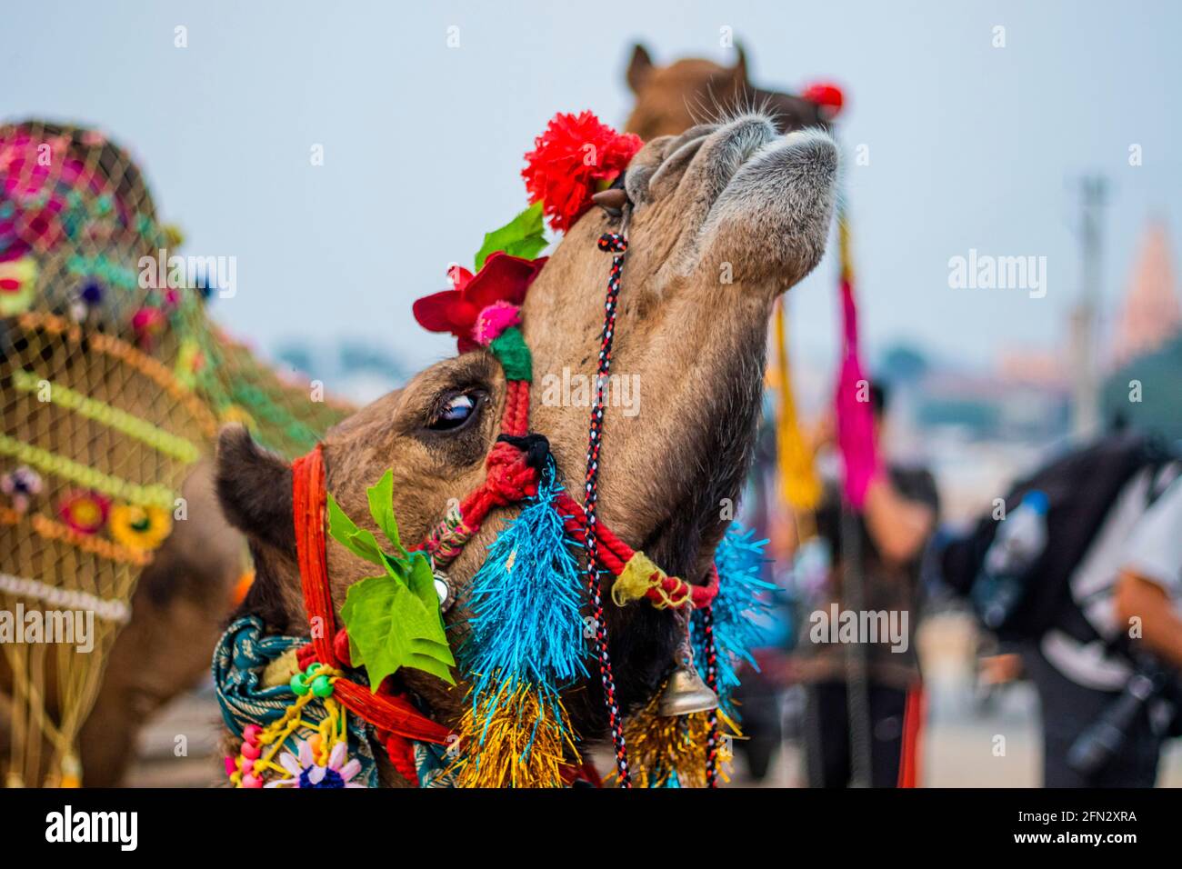 Verschiedene Kamele auf der Pushkar Camel Fair Stockfoto