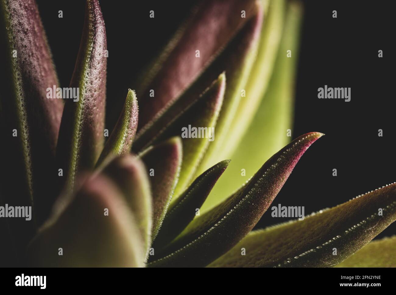 Crassula Capitella Sukulente Pflanze, abstraktes Makro aus nächster Nähe Stockfoto