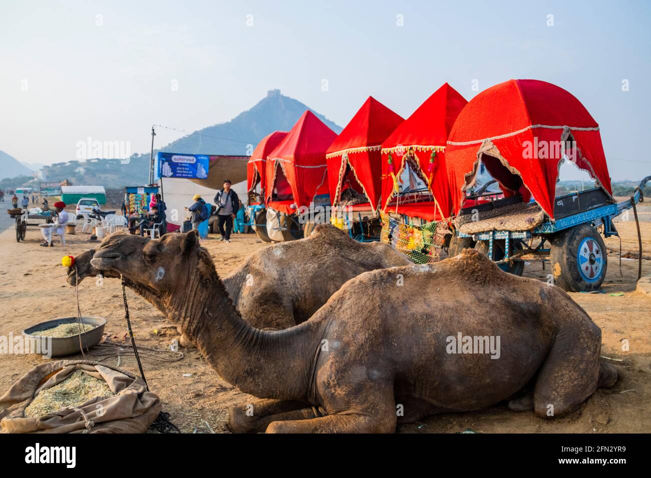 Verschiedene Kamele auf der Pushkar Camel Fair Stockfoto