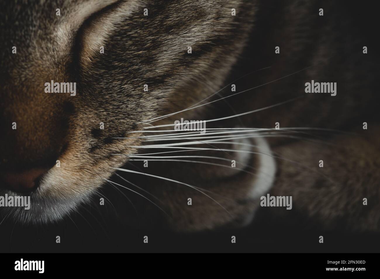 Whiskers Makro Nahaufnahme, schöne Kätzchen Katze schlafen Stockfoto
