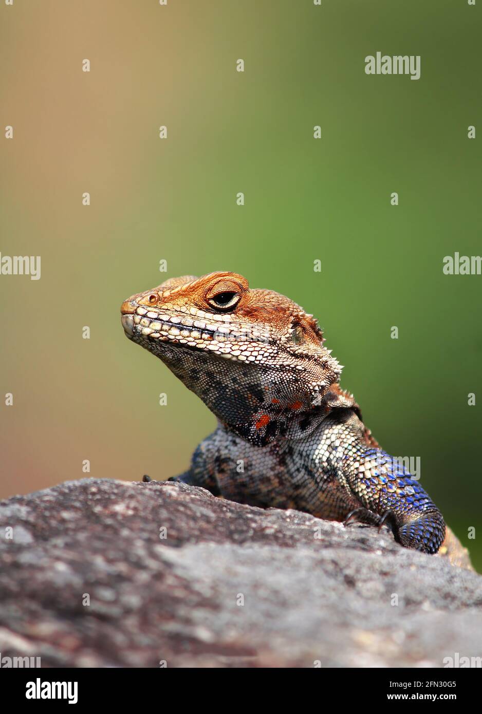 Kashmir-Rock-Agama (Laudakia tuberculata), die sich sonnt und unter Hals und Vordergliedern gefärbt ist. Stockfoto