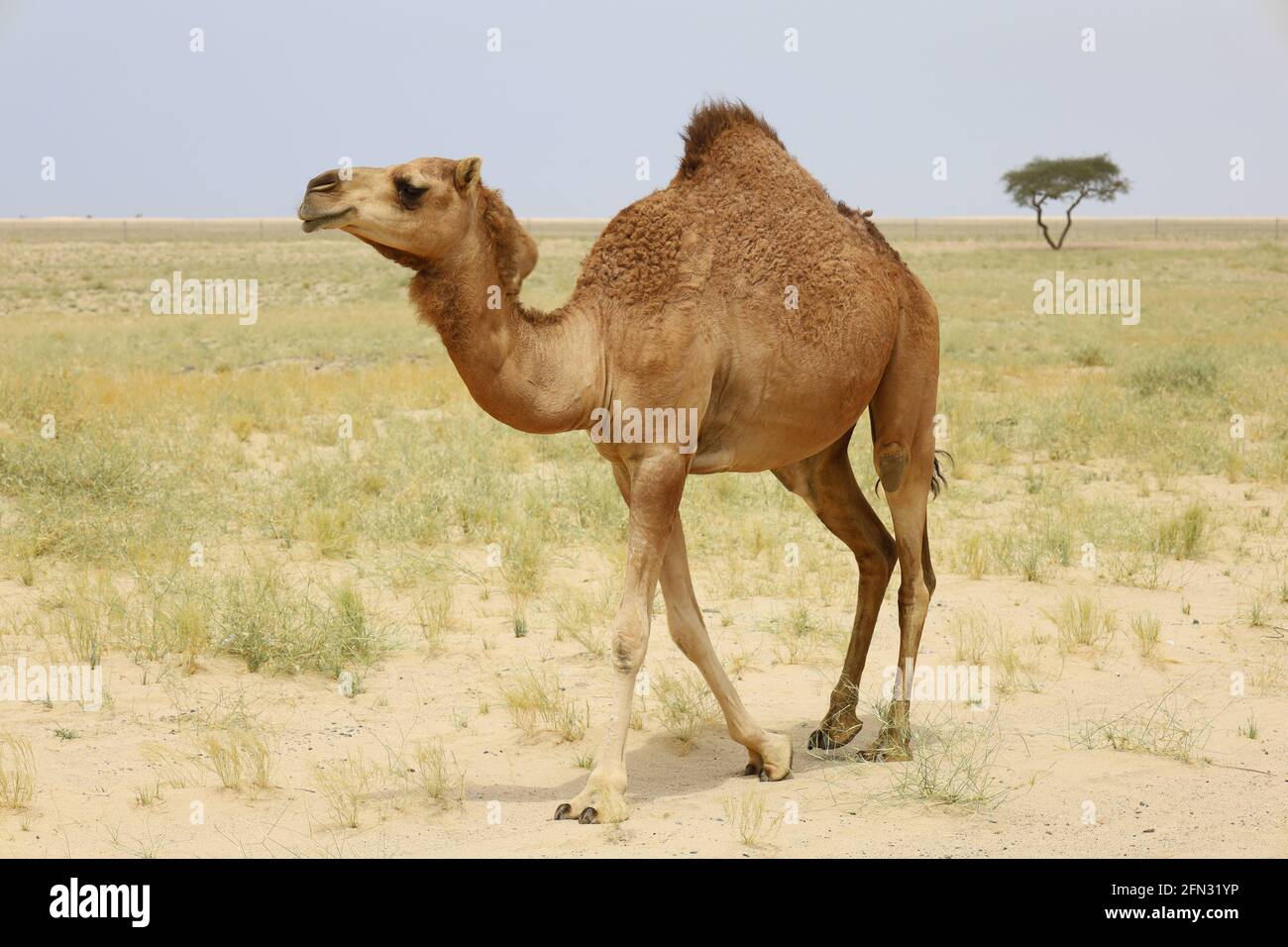 Kamel in einer Farm - Wüstentier Stockfoto
