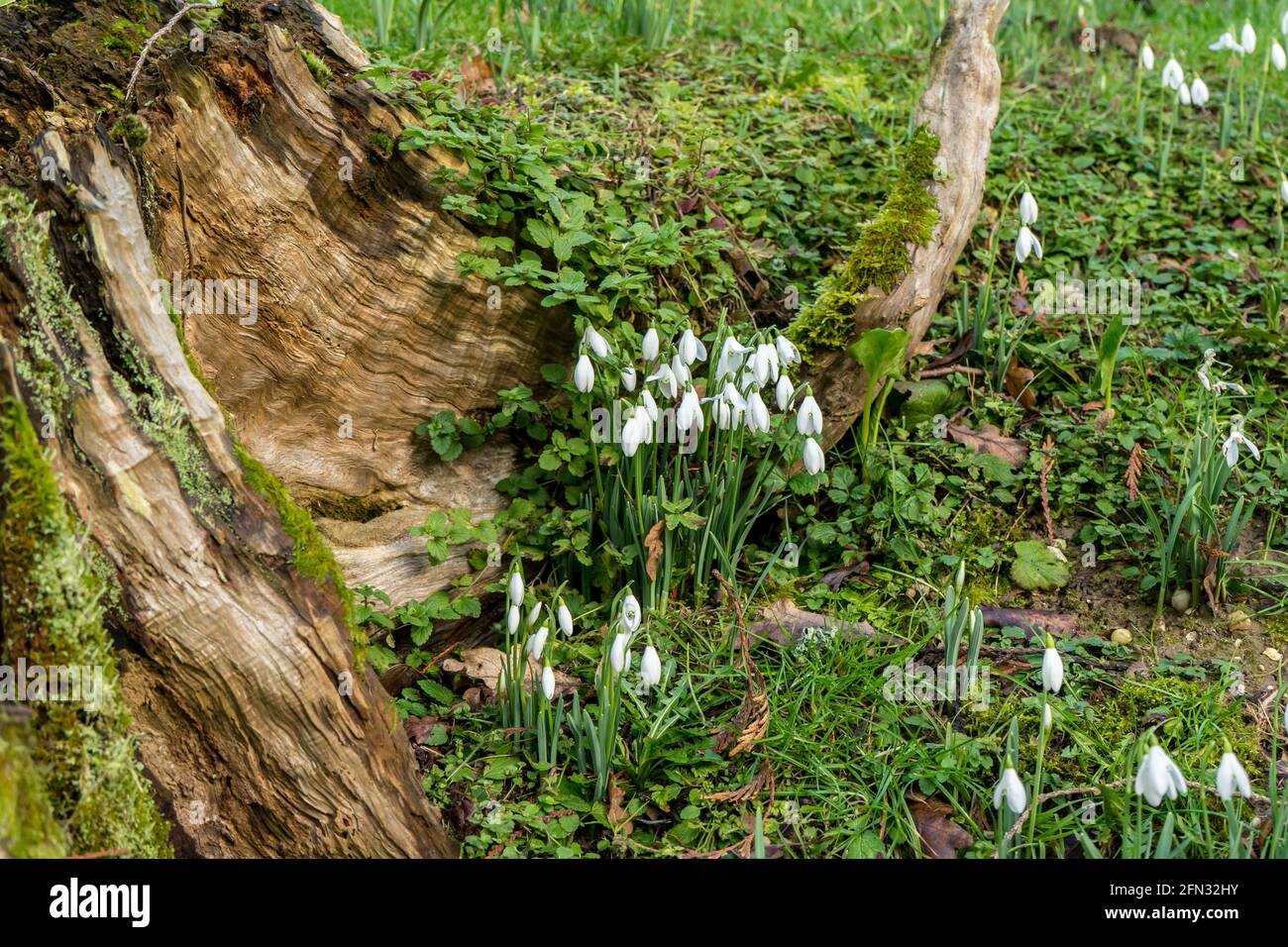 Schneeglöckchen treiben sich im Wald entlang gefallener Bäume Stockfoto