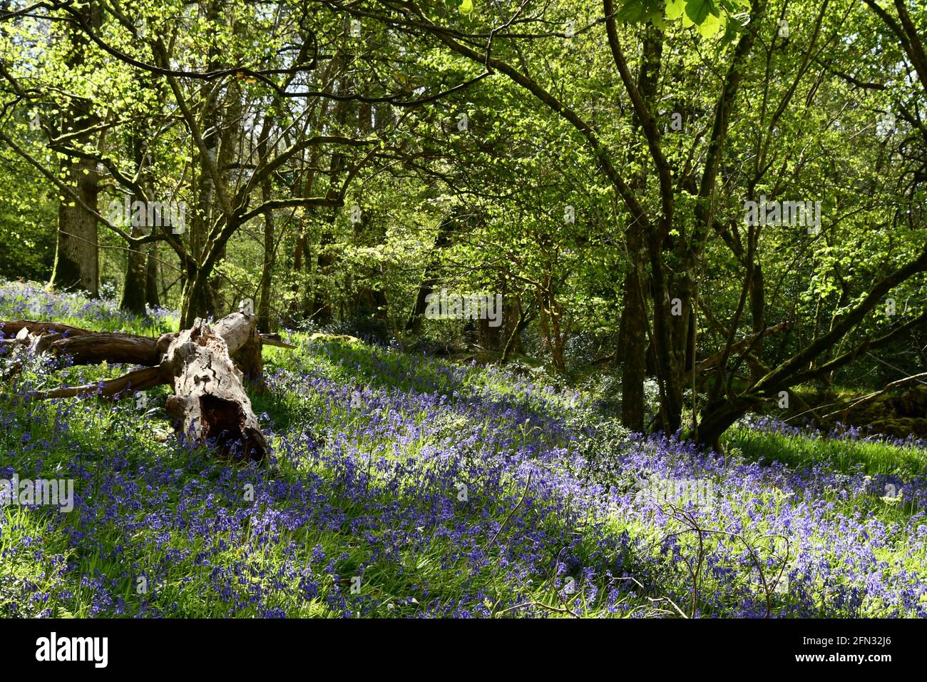 Bluebelt um einen verfaulenden Baumstamm im getupften Schatten Eines alten Mischwaldes in Somerset.UK Stockfoto
