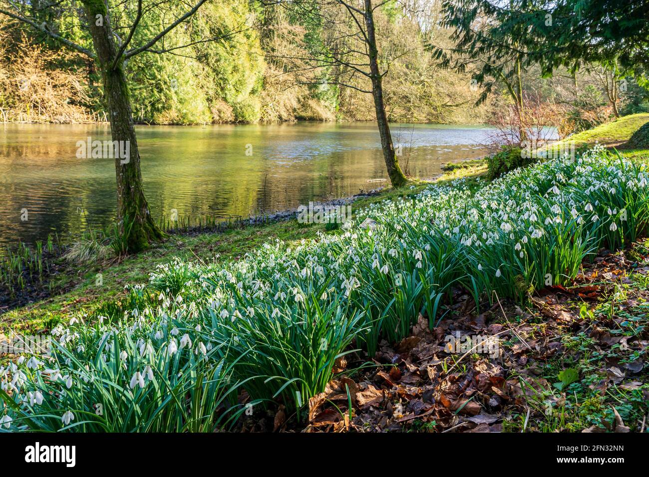 Snowdrop driftet am See entlang in den Colesbourne Gardens, in der Nähe von Cheltenham, Gloucestershire, wo die weltberühmte Schneeglöckchen-Sammlung beheimatet ist Stockfoto