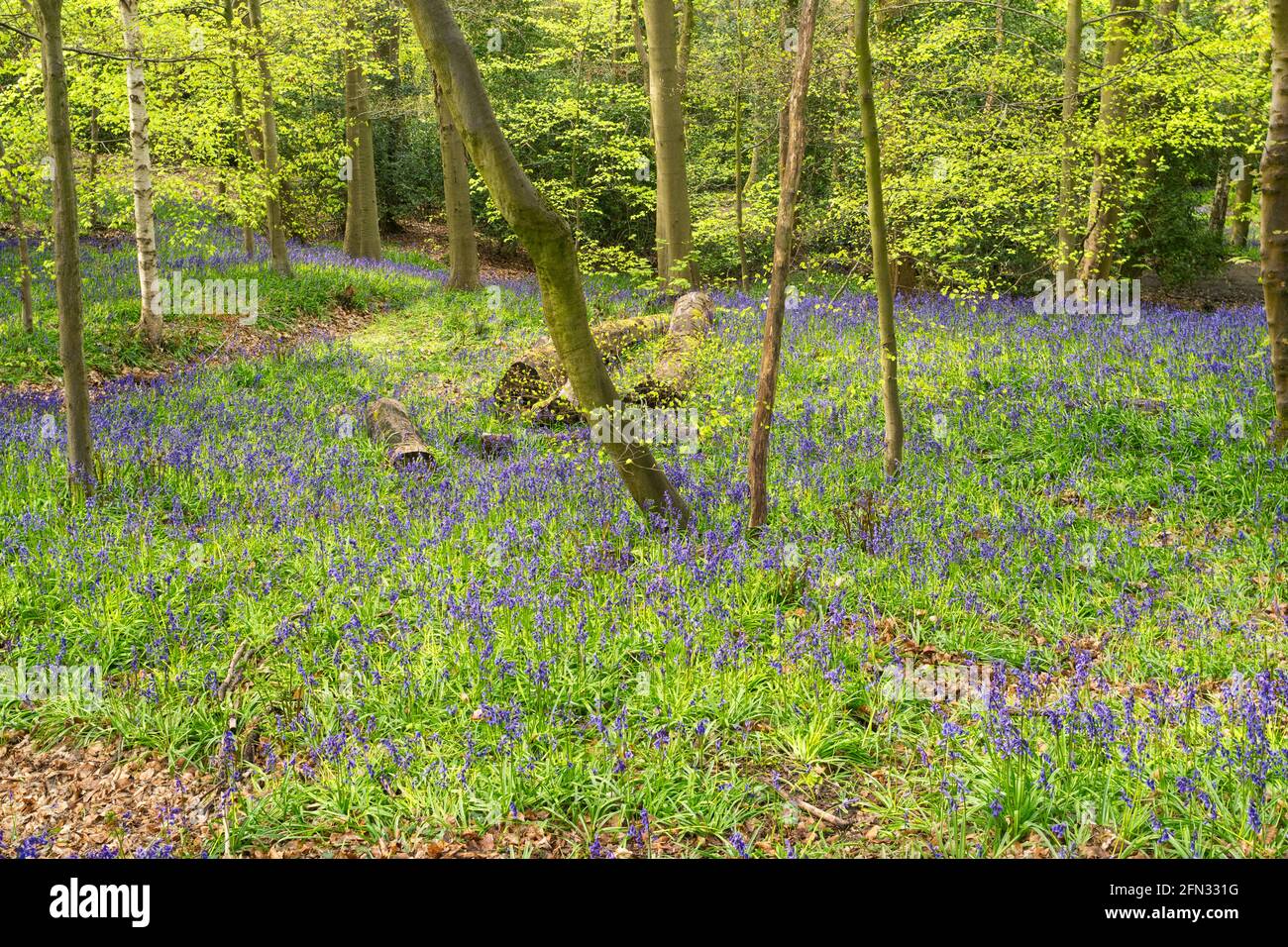 Frühjahrsvorzeige von Bluebells in Houghall Woods, Durham City, Co. Durham, England, Großbritannien Stockfoto
