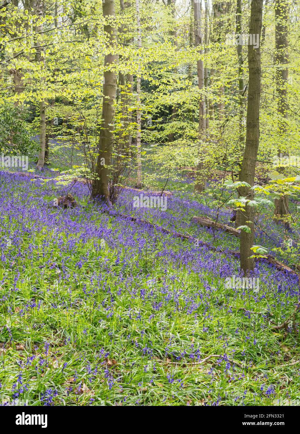 Frühjahrsvorzeige von Bluebells in Houghall Woods, Durham City, Co. Durham, England, Großbritannien Stockfoto