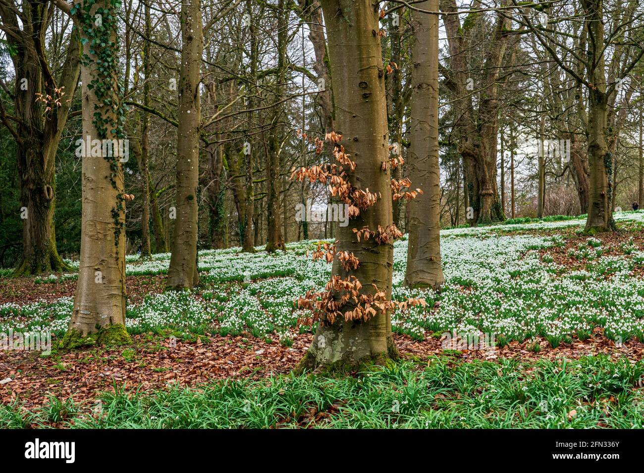 Die Colesbourne Gardens in der Nähe von Cheltenham, Gloucestershire, haben im Februar offene Gärten für Besucher, die die weltberühmte Schneeglötsammlung besichtigen können Stockfoto