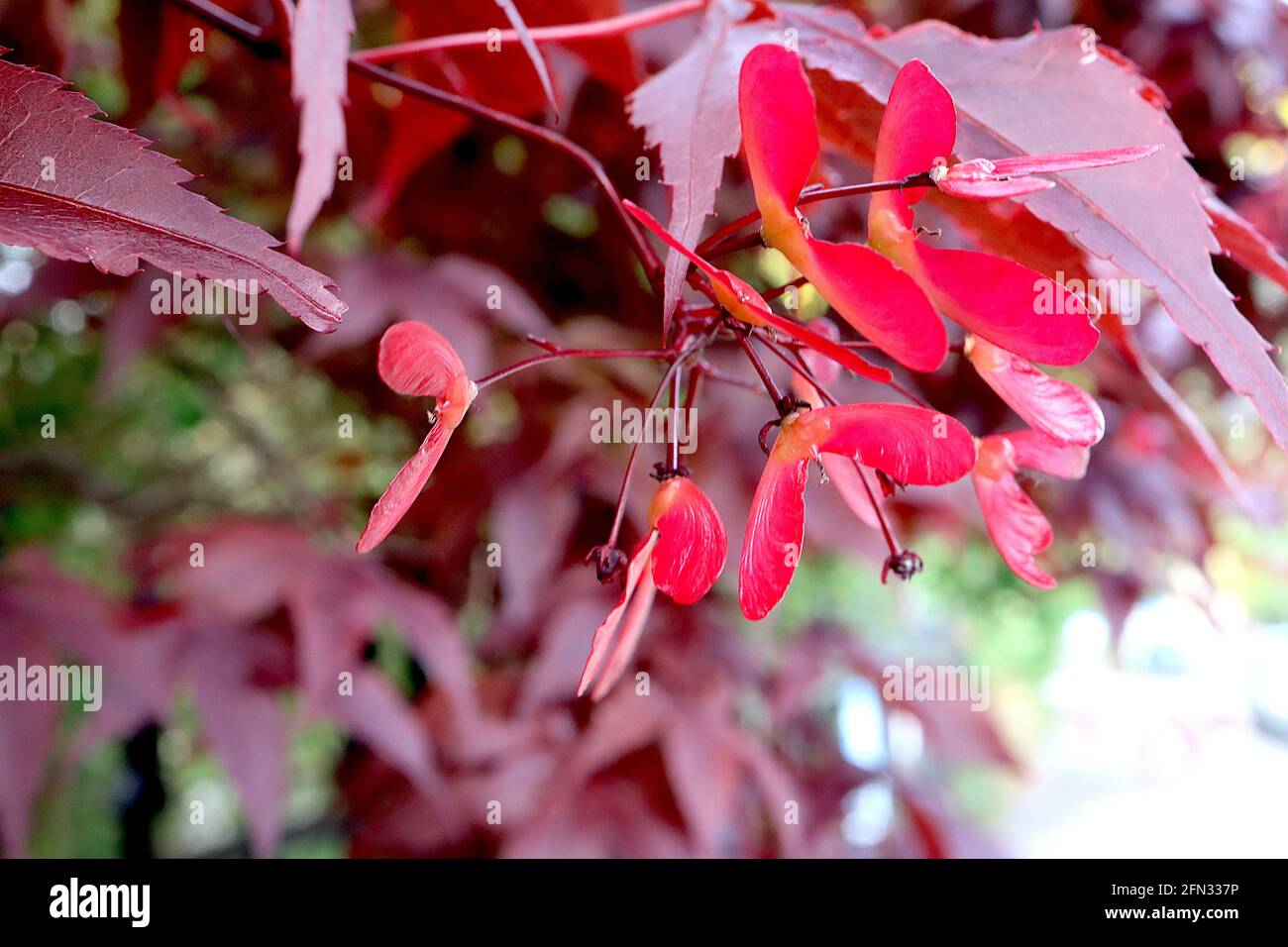 Acer palmatum ‘Bloodgood’ Bloodgood japanischer Ahorn – lila rote Blätter und geflügelte schockierende rosa Samenkapseln, Mai, England, Großbritannien Stockfoto