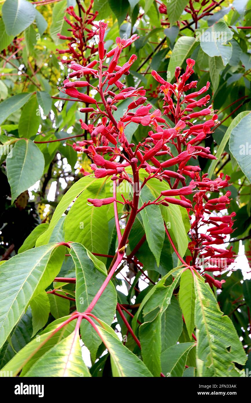 Aesculus pavia ‘atrosanguinea’ roter Buckeye atrosanguinea – spärliche Rispen mit langen schmalen röhrenförmigen roten Blüten, Mai, England, Großbritannien Stockfoto